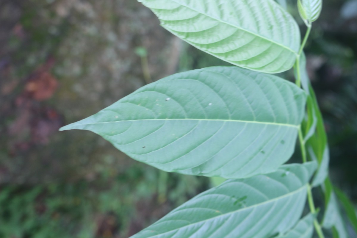 Cananga odorata (Lam.) Hook.f. & Thomson